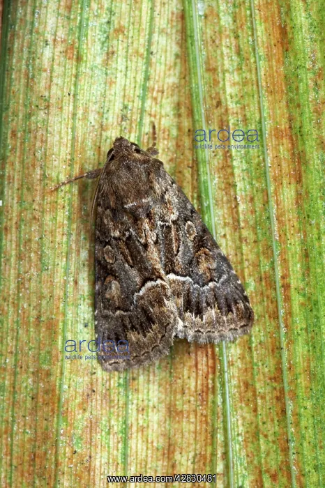: Straw Underwing Moth : Straw Underwing Moth