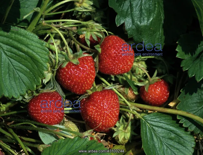 : Strawberries : Strawberries