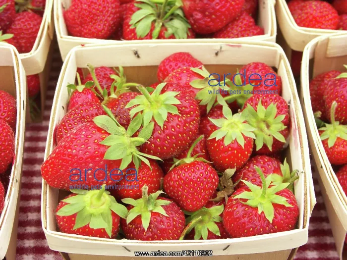 : Strawberries : Strawberries