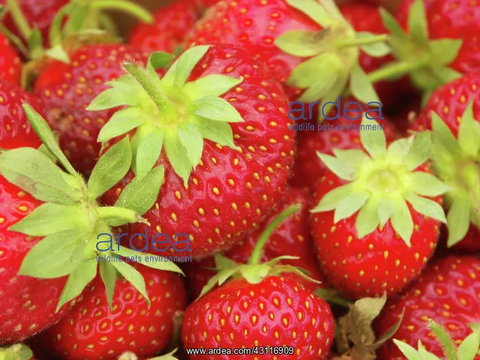: Strawberries : Strawberries