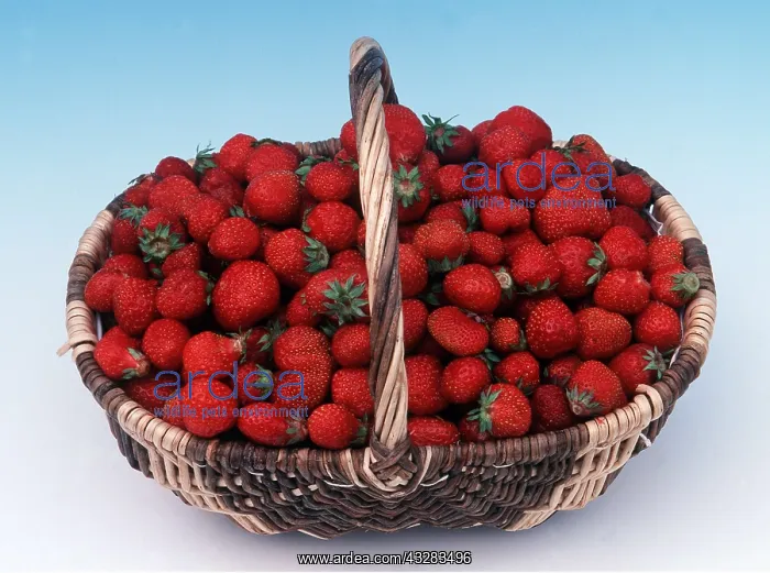 : STRAWBERRIES in basket : STRAWBERRIES in basket