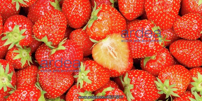: Strawberries Berries Fresh Fruit Strawberry Berry : Strawberries Berries Fresh Fruit Strawberry Berry