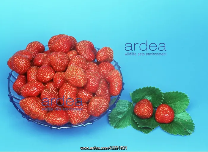 : STRAWBERRIES - in bowl : STRAWBERRIES - in bowl