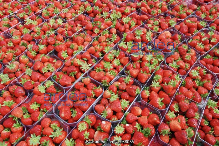 : Strawberries - cultivated plants : Strawberries - cultivated plants