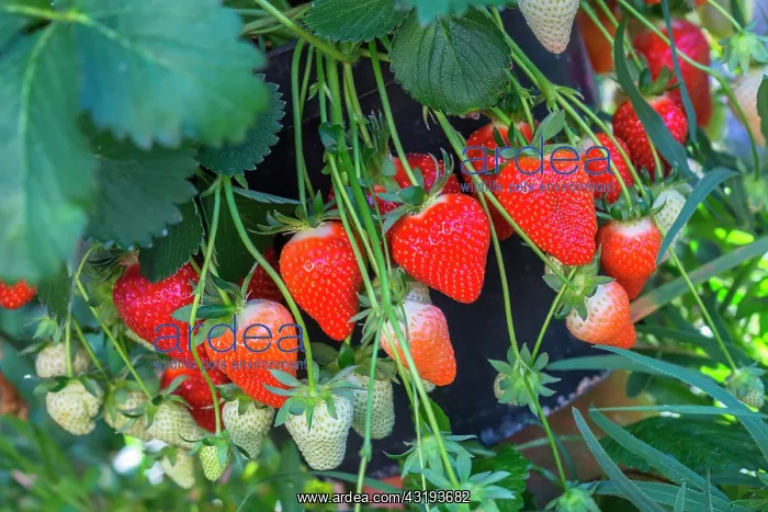: Strawberries Dely, Kitchen garden, Provence, France : Strawberries Dely, Kitchen garden, Provence, France