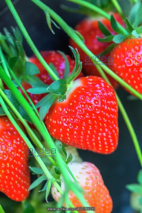 : Strawberries Dely, Kitchen garden, Provence, France : Strawberries Dely, Kitchen garden, Provence, France