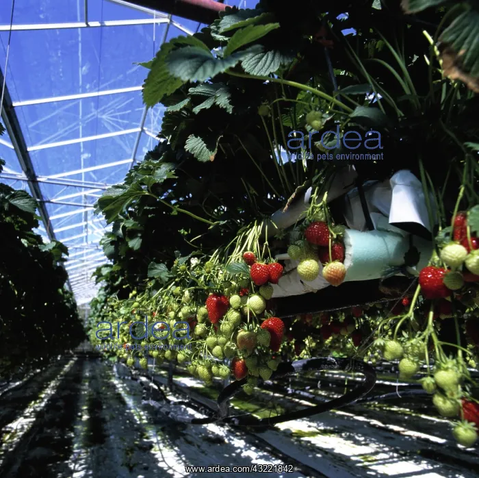 : Strawberries growing in greenhouse : Strawberries growing in greenhouse