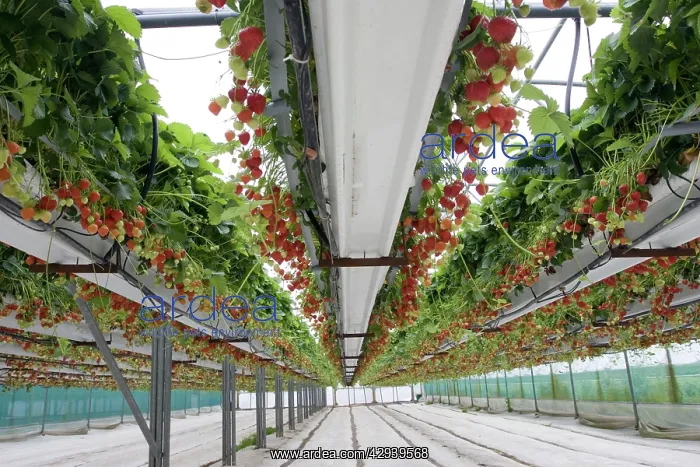 : Strawberries growing in polytunnels : Strawberries growing in polytunnels