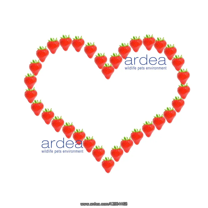 : Strawberries - heart shape frame : Strawberries - heart shape frame