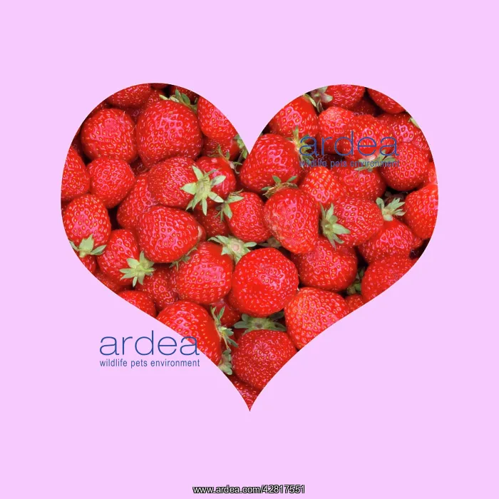 : Strawberries - in heart shape pink frame : Strawberries - in heart shape pink frame