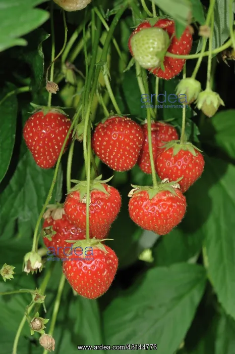 : Strawberries in hydroponic channels : Strawberries in hydroponic channels