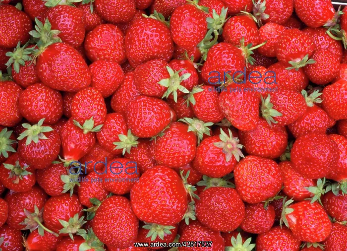 : STRAWBERRIES - mass : STRAWBERRIES - mass