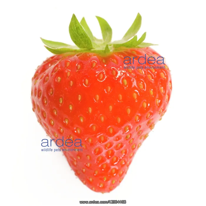 : Strawberries - single in studio : Strawberries - single in studio