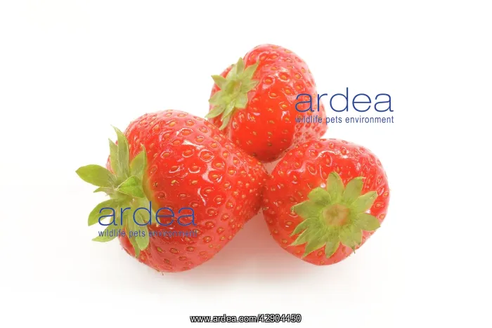 : Strawberries - three in studio : Strawberries - three in studio