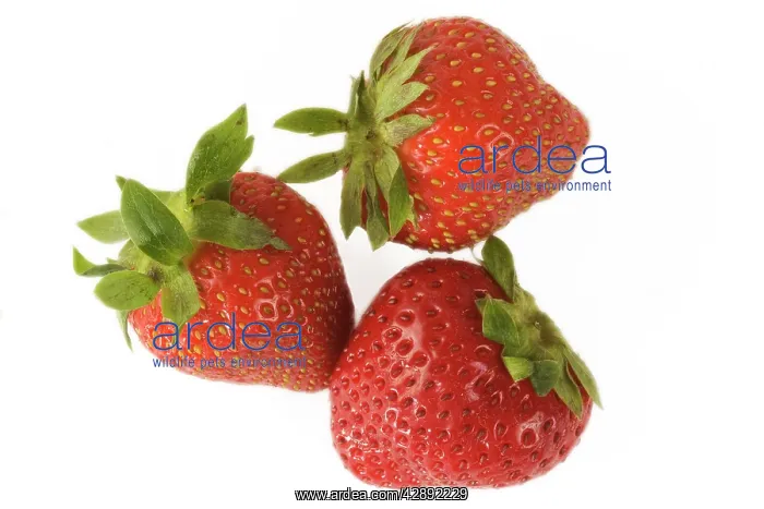 : Strawberries - three in studio shot : Strawberries - three in studio shot