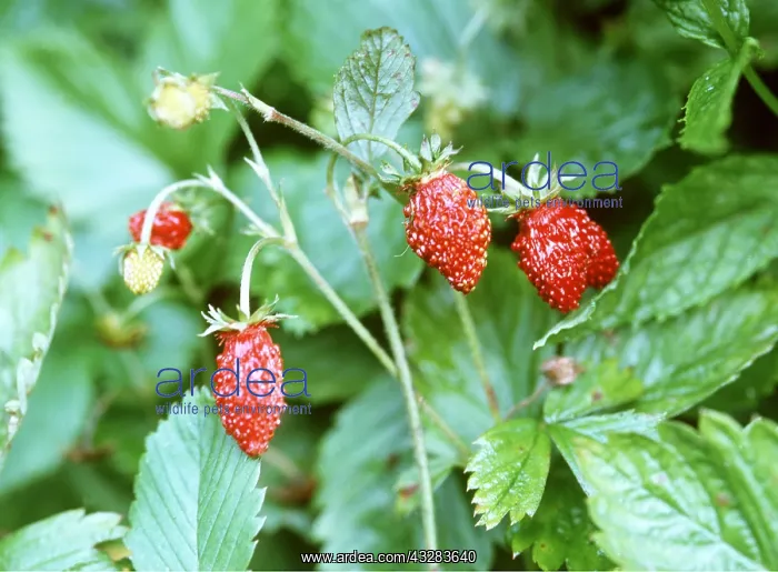 : STRAWBERRIES - wild plant : STRAWBERRIES - wild plant
