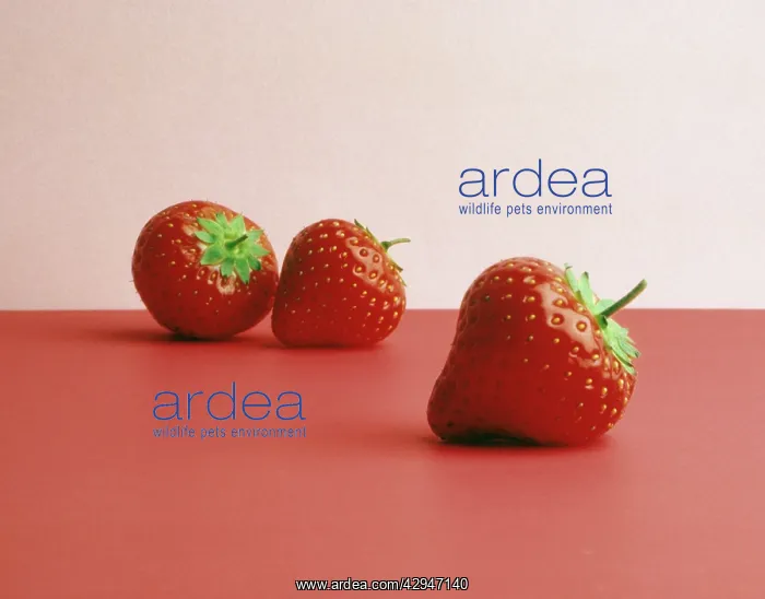 : Strawberry : Strawberry
