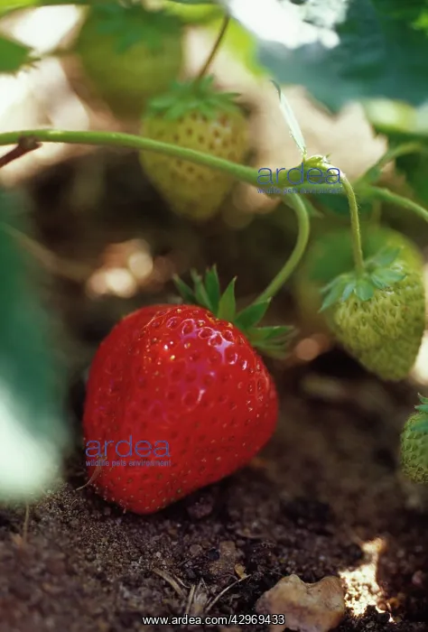: Strawberry : Strawberry