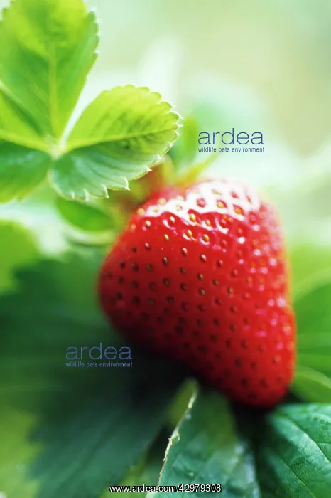 : Strawberry : Strawberry