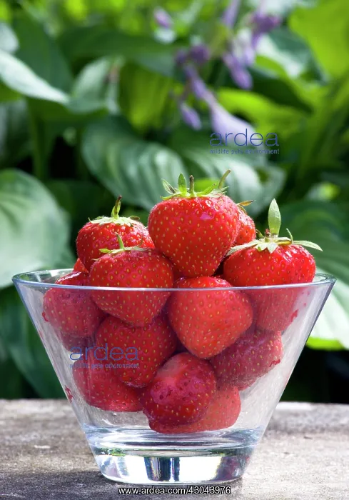 : Strawberry : Strawberry