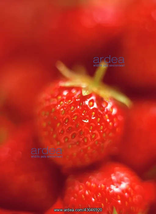 : Strawberry : Strawberry