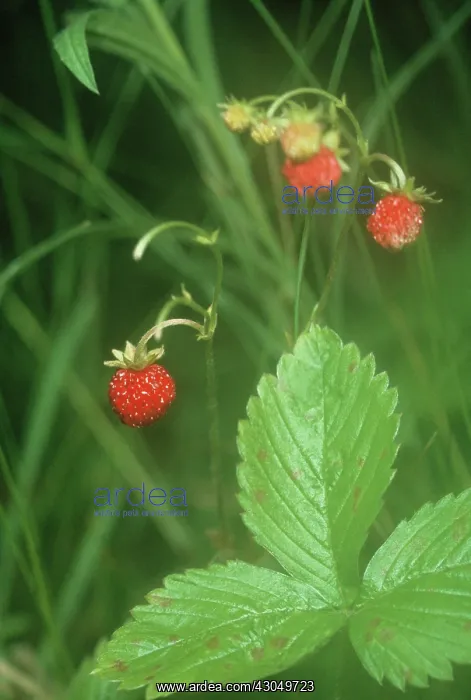 : Strawberry : Strawberry