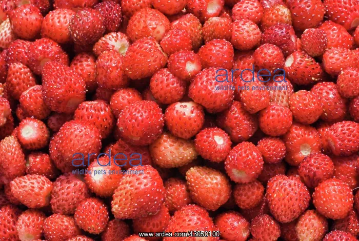 : Strawberry : Strawberry