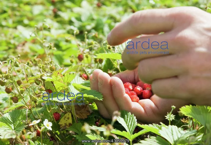 : Strawberry : Strawberry