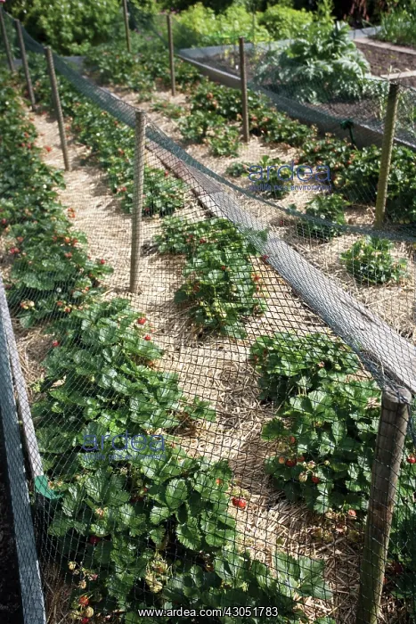 : Strawberry : Strawberry
