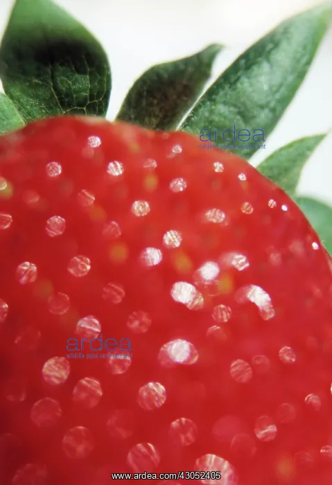 : Strawberry : Strawberry