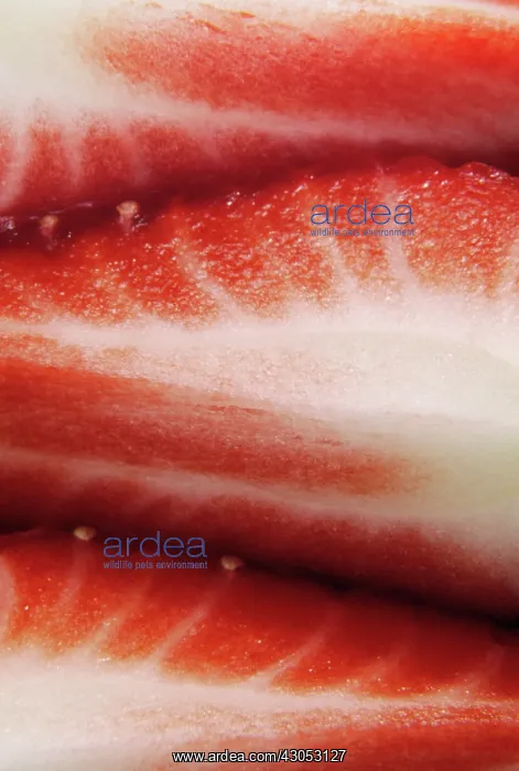 : Strawberry : Strawberry