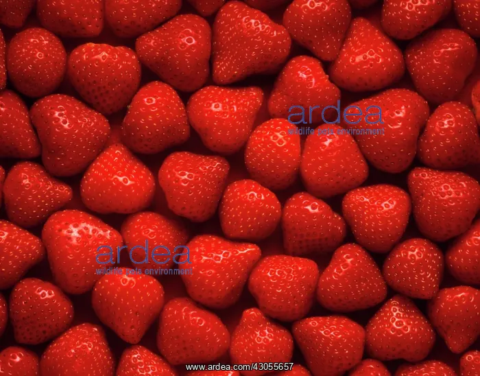 : Strawberry : Strawberry