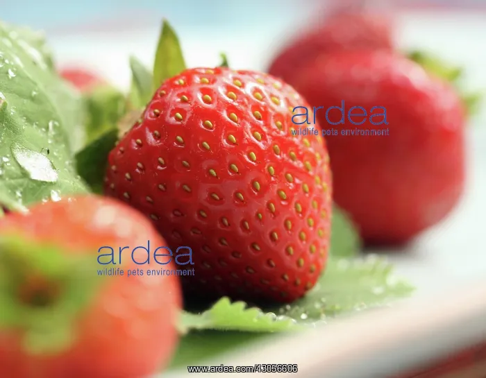 : Strawberry : Strawberry