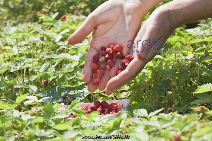 : Strawberry : Strawberry