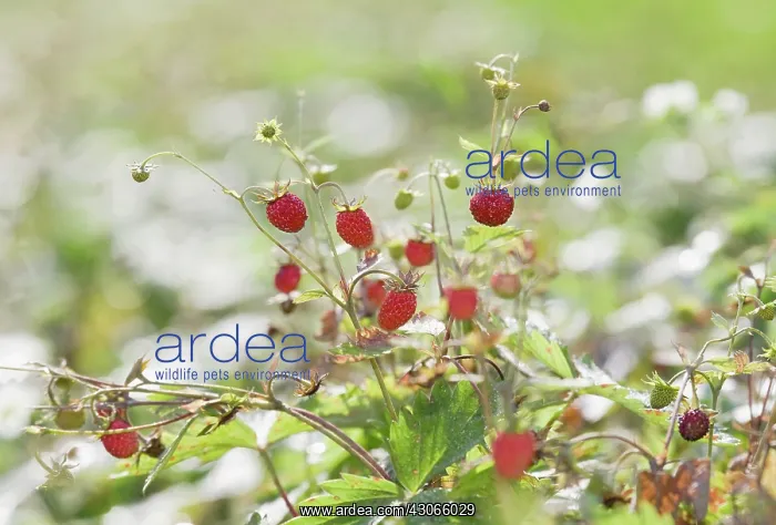 : Strawberry : Strawberry