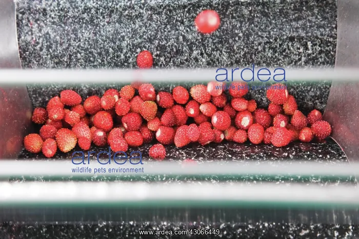 : Strawberry : Strawberry