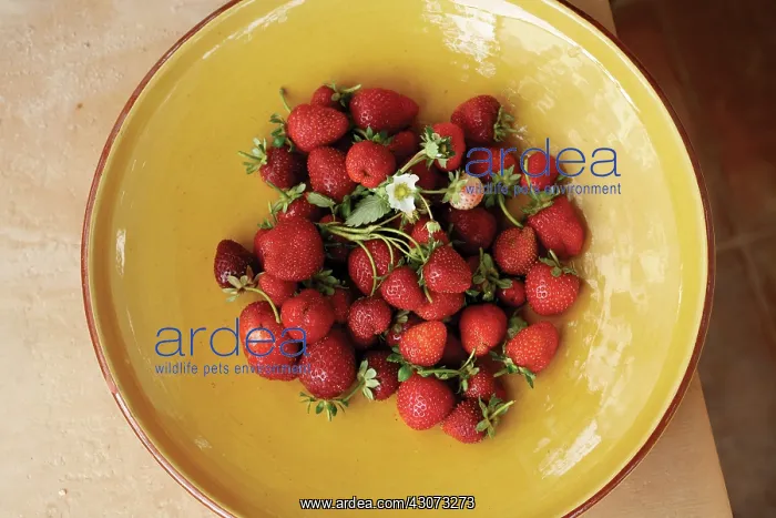 : Strawberry : Strawberry