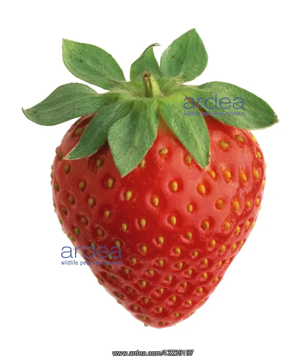: Strawberry : Strawberry