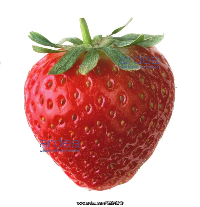 : Strawberry : Strawberry