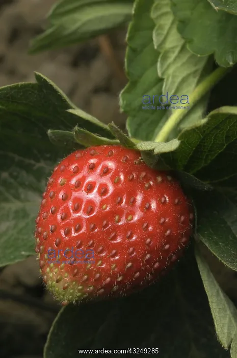 : Strawberry : Strawberry