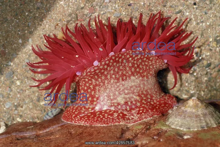 : Strawberry Anemone : Strawberry Anemone