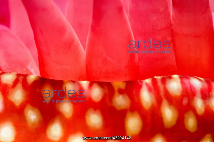 : Strawberry anemone (Actinia fragacea) detail, Around : Strawberry anemone (Actinia fragacea) detail, Around
