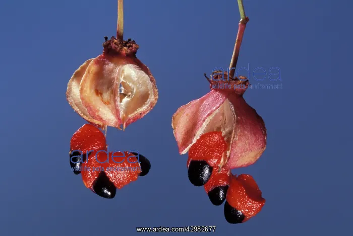 : Strawberry-bush : Strawberry-bush