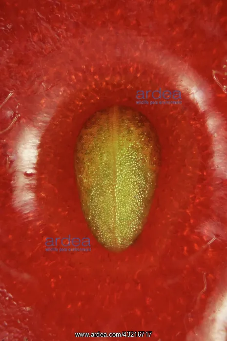 : Strawberry Carpel : Strawberry Carpel