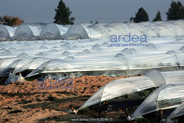 : Strawberry cultivation : Strawberry cultivation