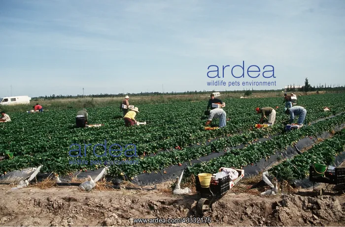  : STRAWBERRY CULTIVATION
