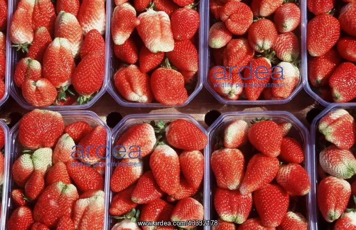 : STRAWBERRY - cultivation, punnet : STRAWBERRY - cultivation, punnet