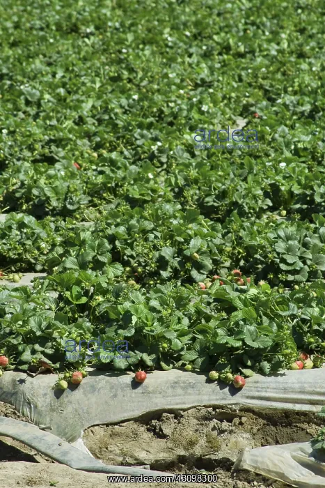 : Strawberry Field, Oxnard, California : Strawberry Field, Oxnard, California