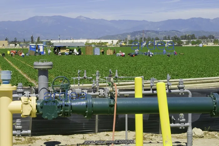 : Strawberry Fields and Irrigation Pipes : Strawberry Fields and Irrigation Pipes