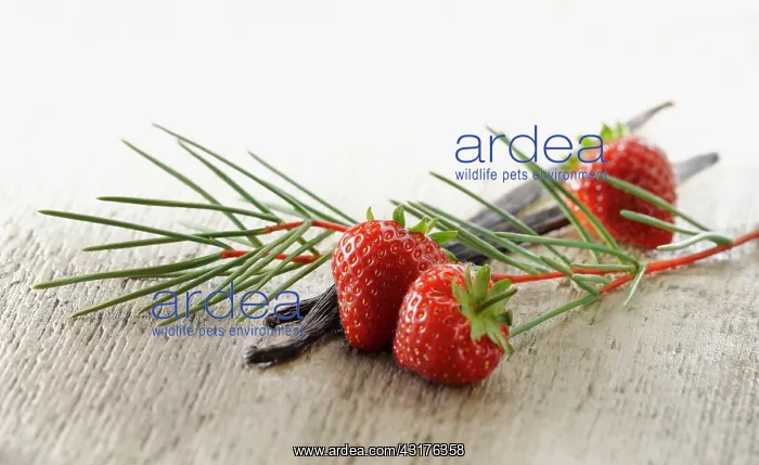 : Strawberry, Fragaria cultivar arranged with sprigs : Strawberry, Fragaria cultivar arranged with sprigs